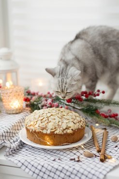 Karácsonyi torta szürke macska