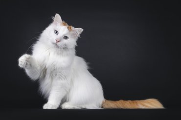 török van-macska nyújtja a macskát