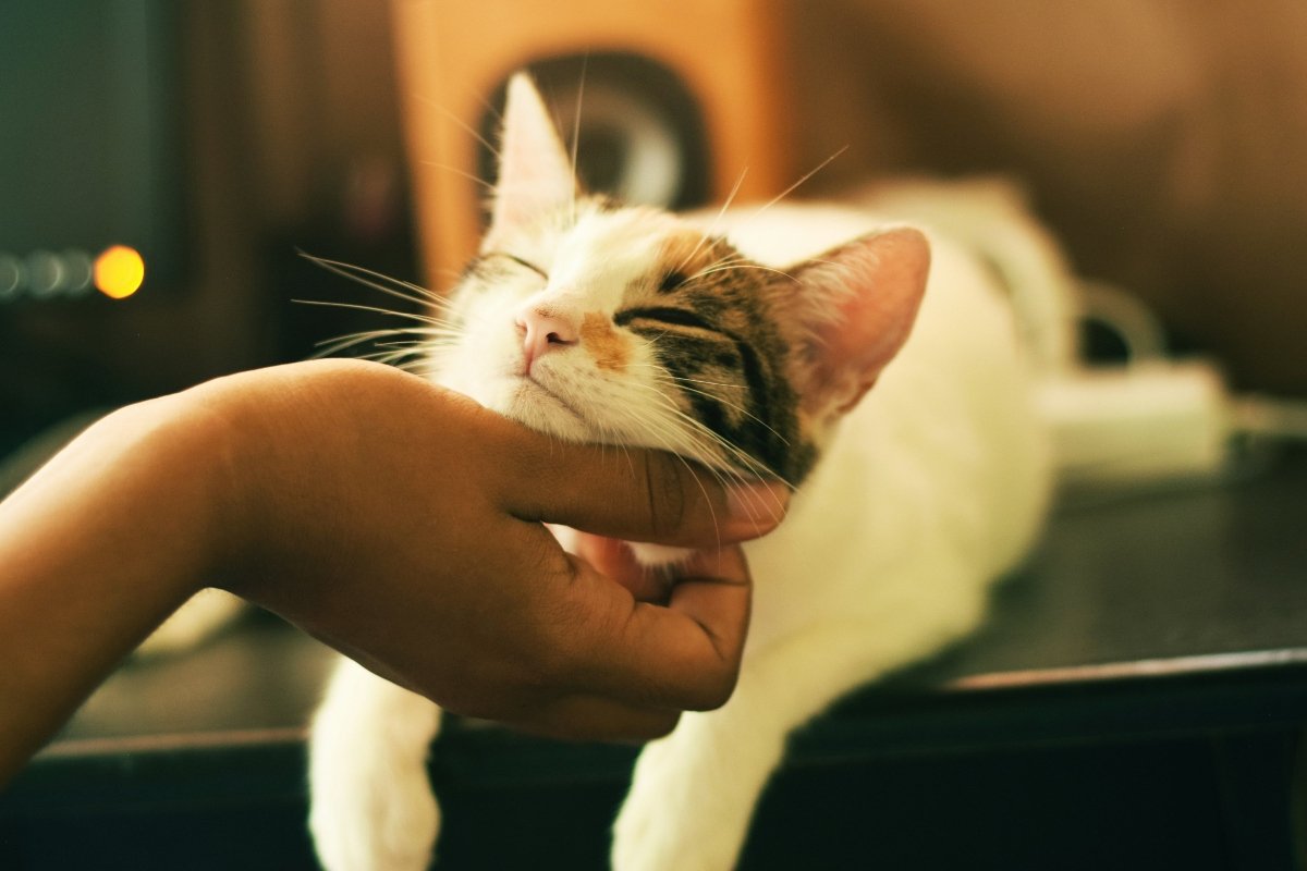 Whiskas illusztráció- fekvő macska állát vakargatják