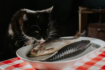 Macska nyers halakkal