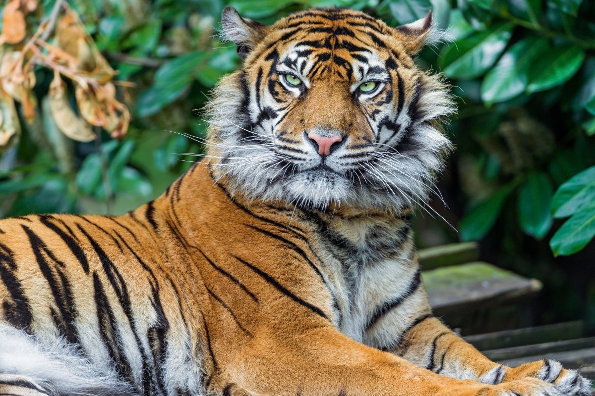 tigris