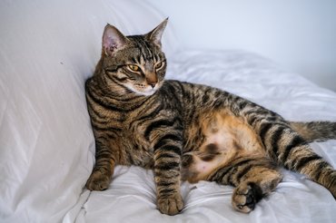 vemhes macska fekszik