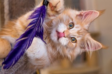 macska tollal játszik