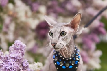 peterbald pórázon sétáltatva