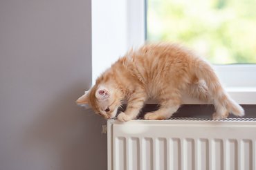 Vörös cica a radiátoron