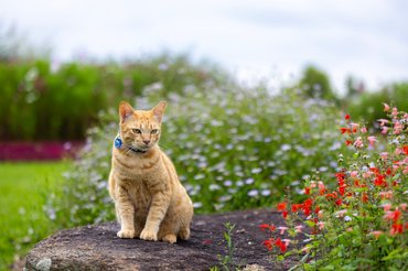 vörös macska kertben ül