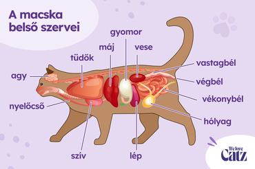 A macska belső szervei