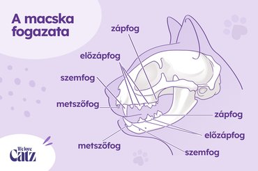 A macska fogazata