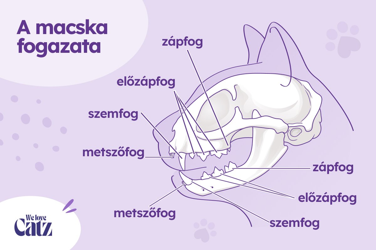 A macska fogazata grafika