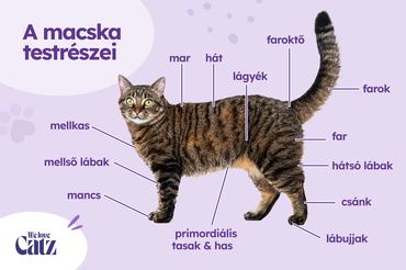 A macska testrészei grafika
