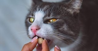 2025_03_cat-taking-a-pill-1-1024x537.jpg