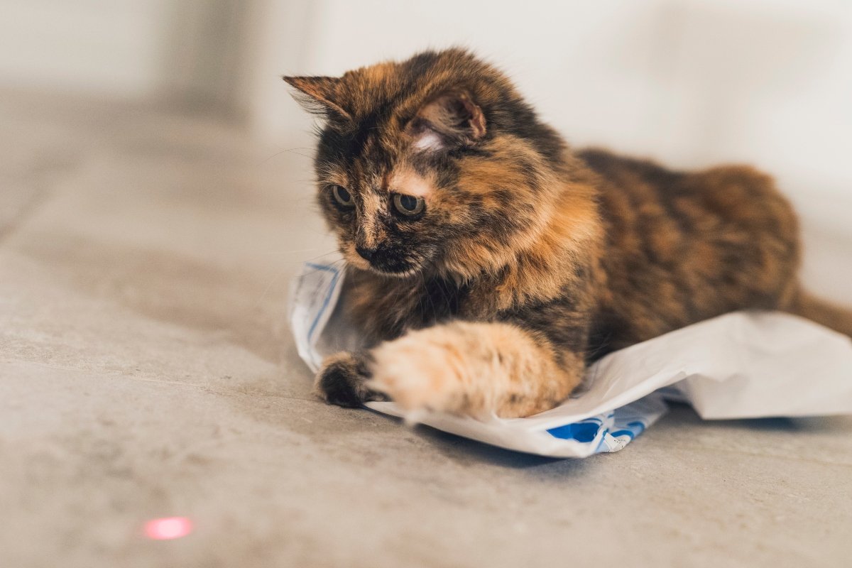 cat with a laser pointer