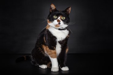 kalikó házi macska