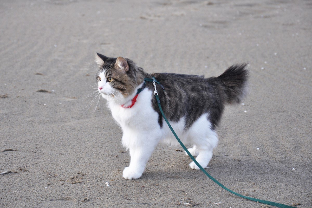 Is It Safe to Walk a Cat on a Leash: Expert Insights