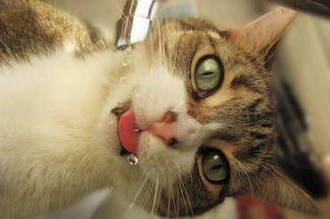 macska csapból iszik