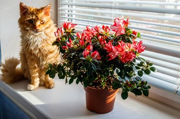 Vörös macska egy cserép azáleával egy ablakban