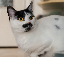 Füzesabonyi Állatvédő Alapítvány