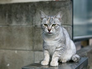 ausztrál köd wikimedia