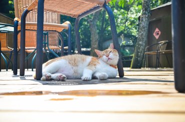 Cica teraszon fekszik egy szék alatt