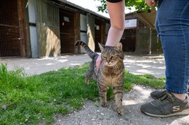 cirmos macskát simogatnak