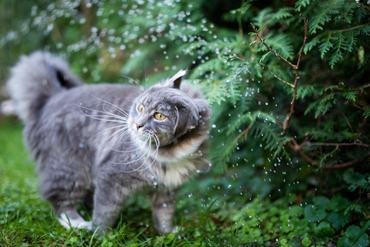 Maine coon megrázza magát, lerázza a vizet