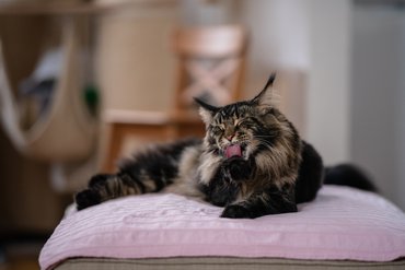 Maine coon nyalja a mancsát, tisztítja magát