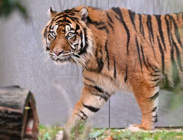 Szumátrai tigris az állatkertben
