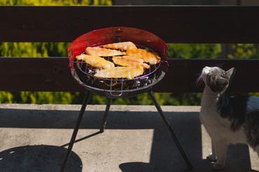Grill BBQ macska