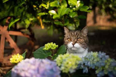 cute tabby white british shorthair cat behind blossoming hydrangea plant outdoors in the garden