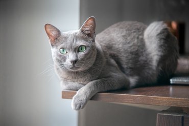 Korat macska fekszik