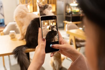 több macskát videóz okostelefonnal egy nő