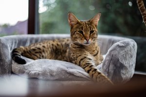 szavanna macska fekszik egy macskaágyon