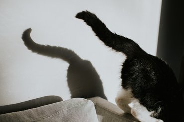 Macskafarok és árnyéka, macska leugrik a kanapéról