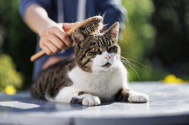 Rövidszőrű macskát fésül gazdája