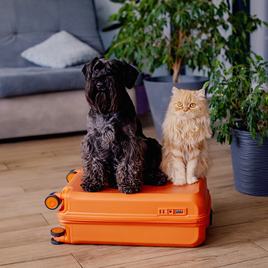 Travel concept with funny dog and cat sitting on suitcase. life with animals concept - wanderlust people traveling the world