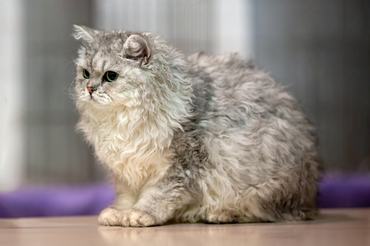 Selkirk Rex macska