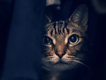 Cirmos macska éjszakai portréja
