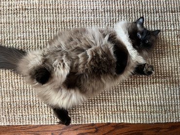Ragdoll a hátán fekszik, mutatja a hasát