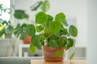 Pilea peperomioides, pénzlevelű pilea