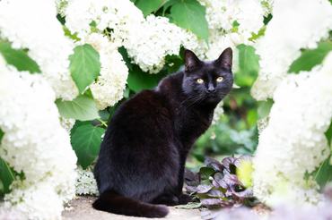 Close-up of a black cat sitting among white hydrangeas in a flower garden