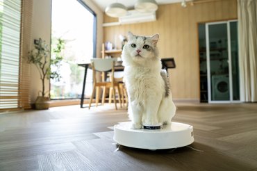 Félhosszú szőrű macska egy robotporszívón ül