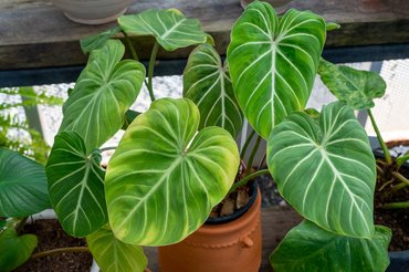 Filodendron növény