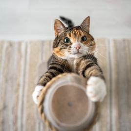 Playful calico cat sharpens its claws on scratching post and climbing, looking at camera, top view. Pet care.
