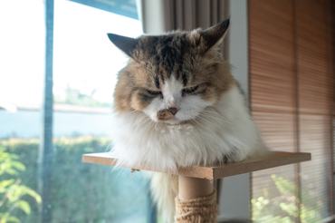 Szomorú, beteg macska