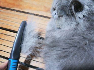 Szürke perzsa szőrét kefélik vedléskor