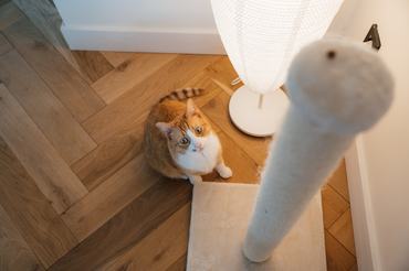Vörös macska a kaparóira, játékaira néz