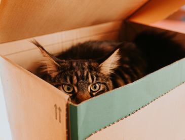 Maine coon macska egy dobozból néz ki, elbújt, fél