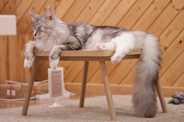 Hosszú maine coon macska fekszik egy dohányzóasztalon