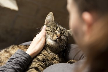 Cirmos cicát simogat a gazdája