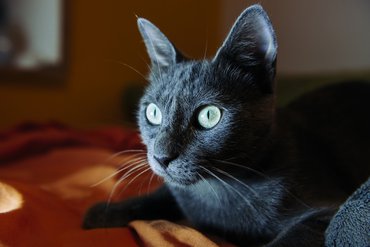 orosz kék macska félhomályban figyel portré